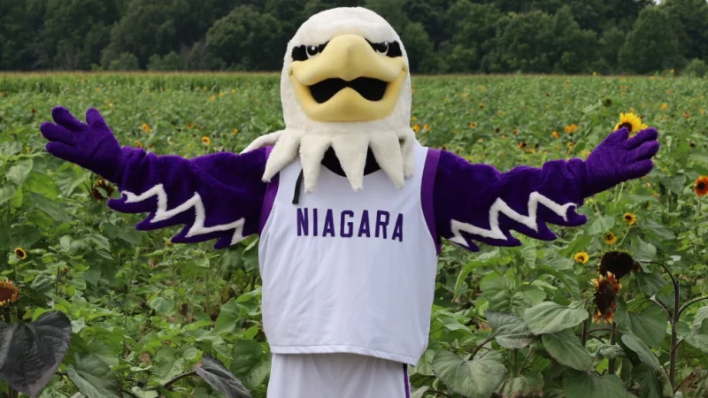 Monte Stands in Sunflower Field